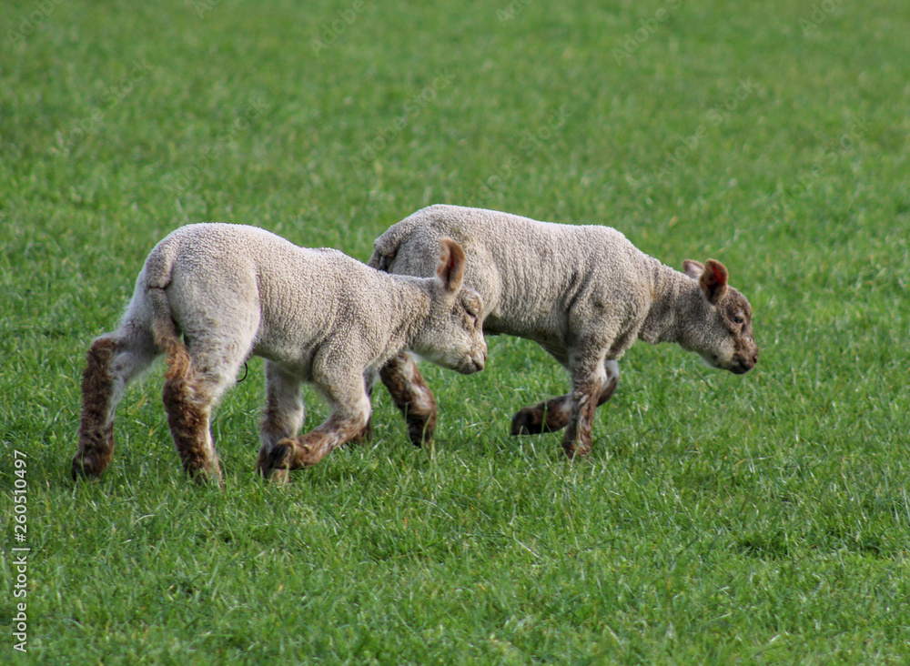 sheep and two lambs sheep and two lambs
