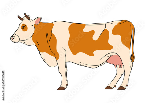 Cow isolated on white background.