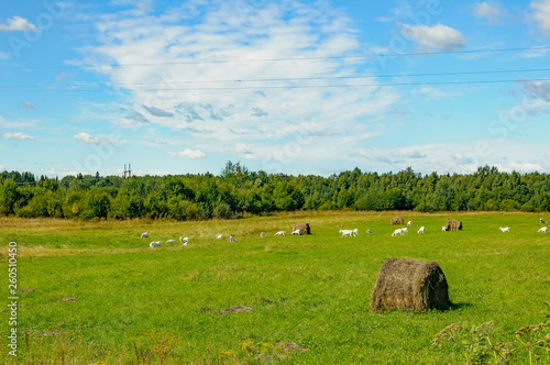 Summer countryside with grazing animals, cows and goats.