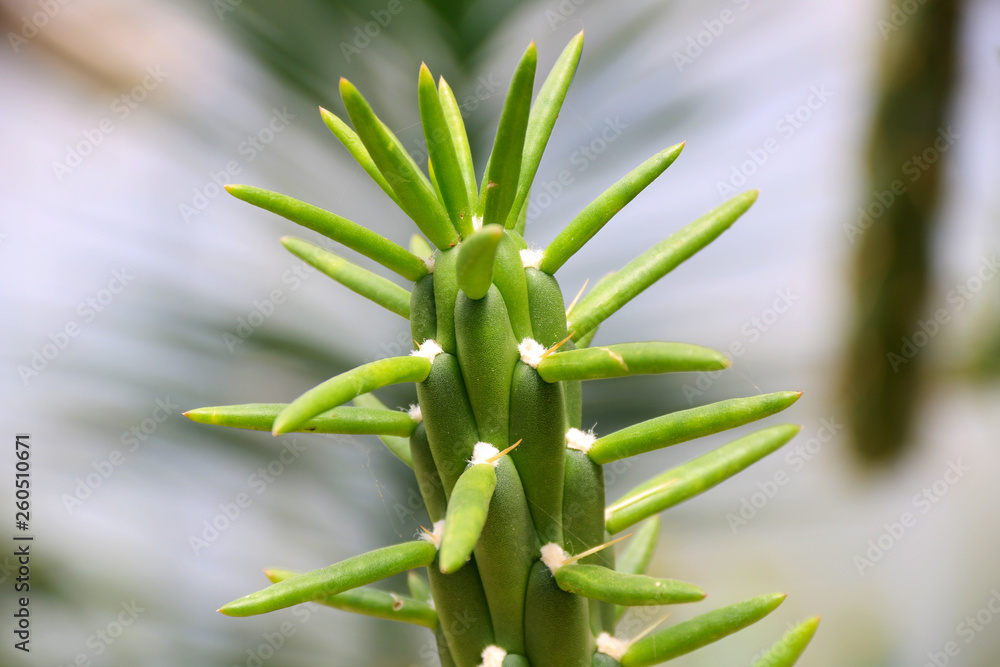 Obraz premium Part of green Cactus spikes in pot with long thorn, detail of large cactus plant showing needles and deep ribs, cactus spines.