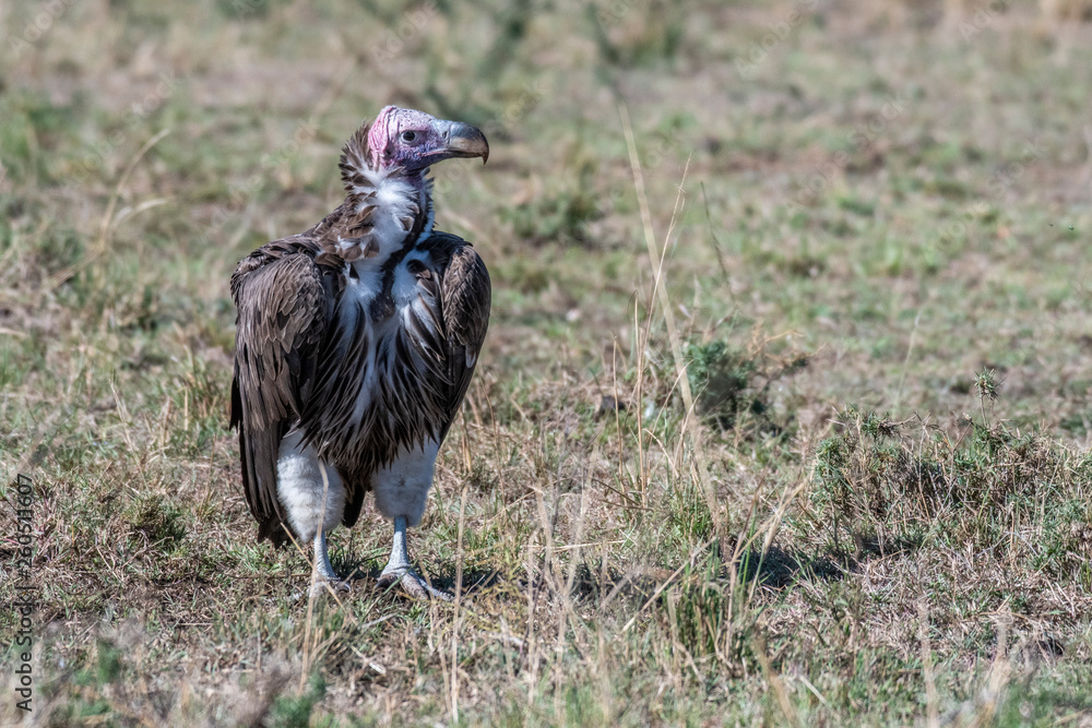 Fototapeta premium Portrait of big white lappet faced vulture with big claws, Maasai Mara