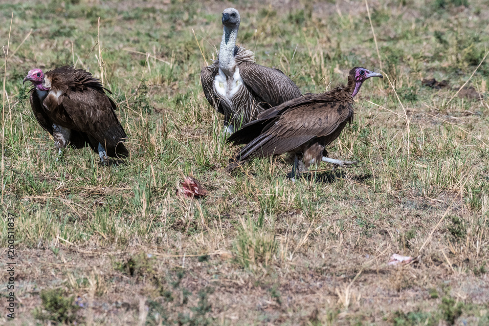 Fototapeta premium Group of big white lappet faced vulture with big claws feeding on dead prey, Maasai Mara