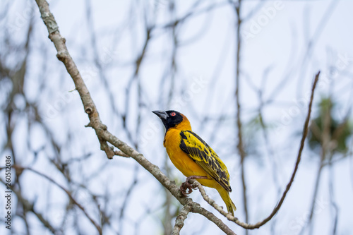 Yellow bird in Uganda