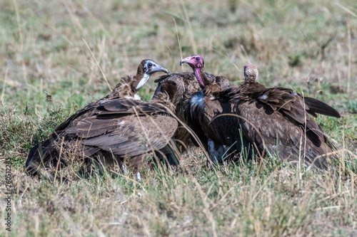 Group of big white lappet faced vulture with big claws feeding on dead prey, Maasai Mara photo