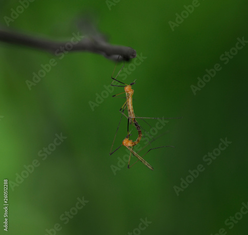 Crane flies (Tipulidae) mating on a tree trunk in front of black background. © Yurii Zushchyk