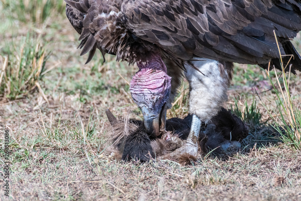 Close up face of big white lappet faced vulture feeding on dead animal skin,  Maasai Mara Stock Photo | Adobe Stock