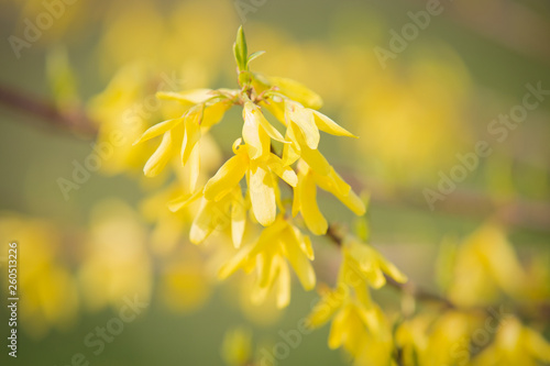 Forsythia yellow spring flowers