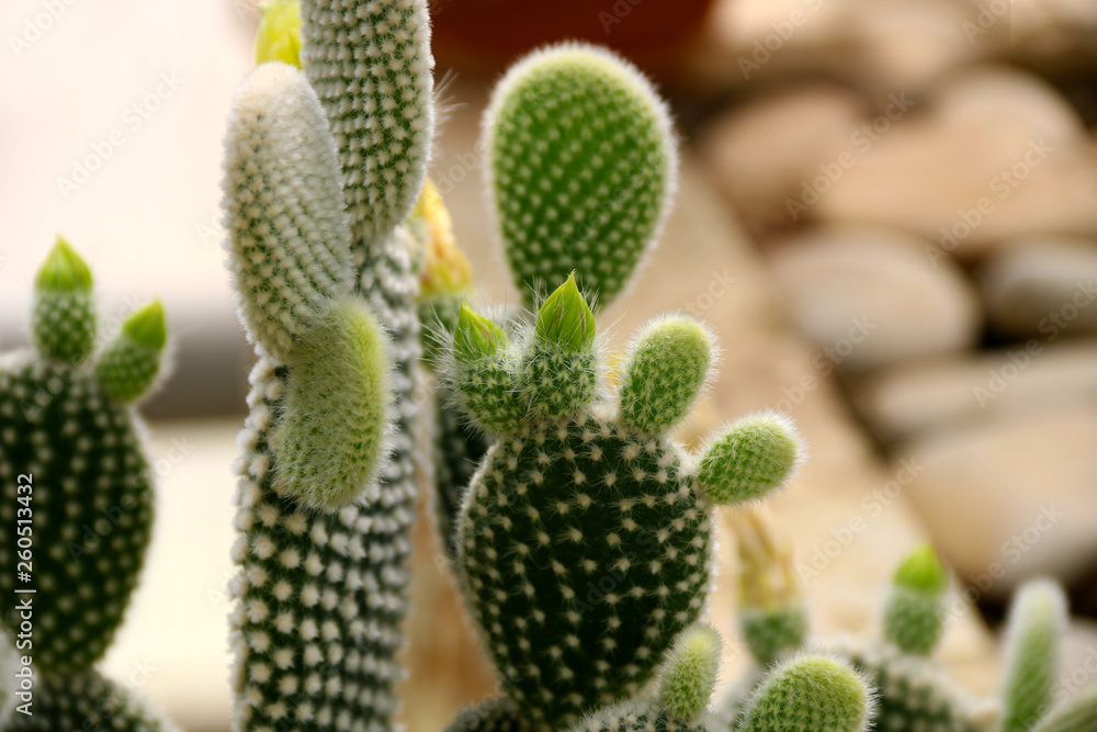 Cactus Opuntia Plant with Spines Close Up. Green plant with spines and dried flowers. Indian fig opuntia, barbary fig, cactus prickly pear Cactus Opuntia Plant with Spines Close Up. Green plant with spines and dried flowers. Indian fig opuntia, barbary fig, cactus prickly pear