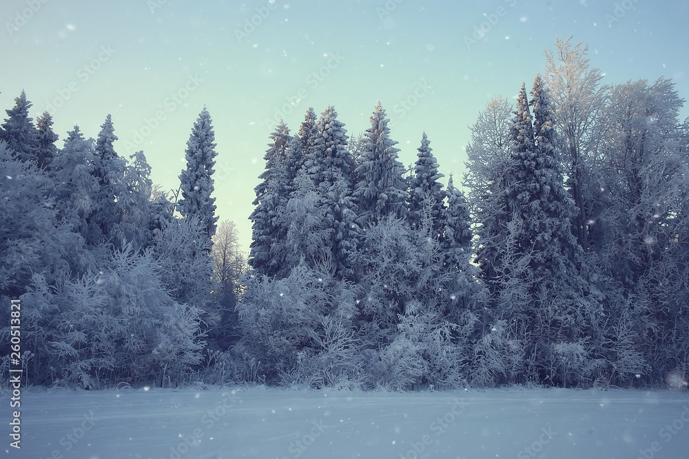 Fototapeta premium winter landscape in the forest / snowy weather in January, beautiful landscape in the snowy forest, a trip to the north