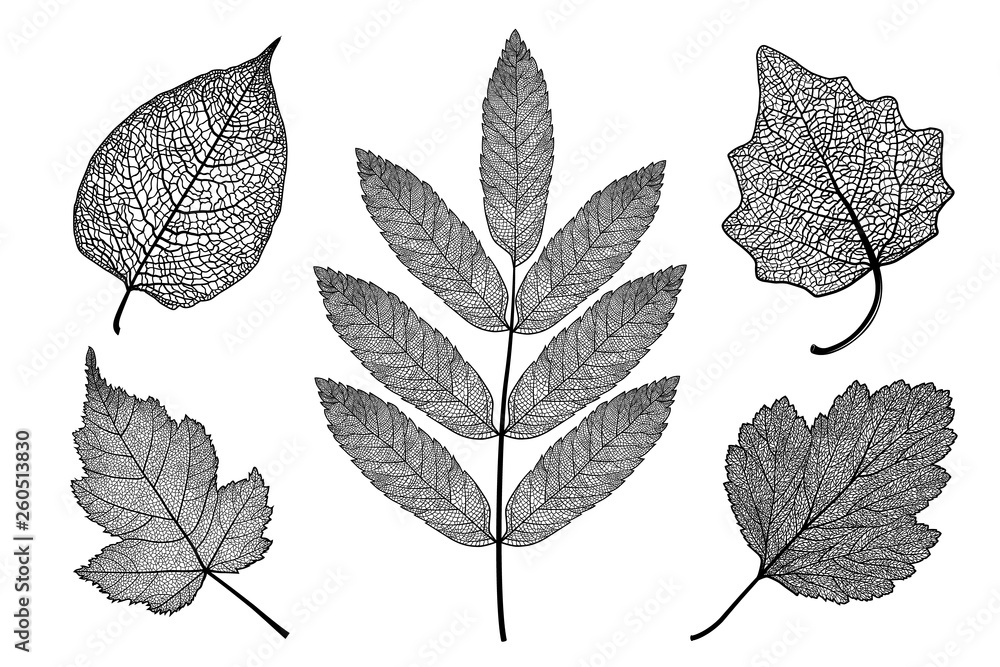 Vector set of skeletonized leaves on a white background. The graphic element may be used as a design background, business cards, postcards, etc.