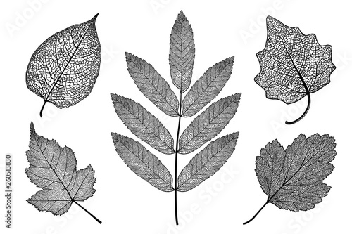 Vector set of skeletonized leaves on a white background. The graphic element may be used as a design background, business cards, postcards, etc.