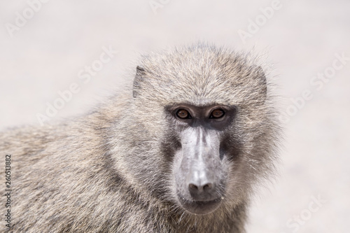 Portrait Baboon in Manyara © JoseAntonio