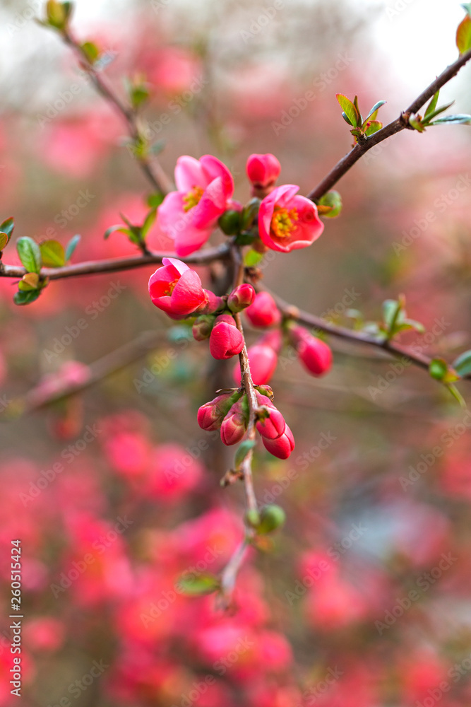 Fototapeta premium Flowers of Japanese quince (Chaenomeles japonica) with a wonderful bokeh on the background