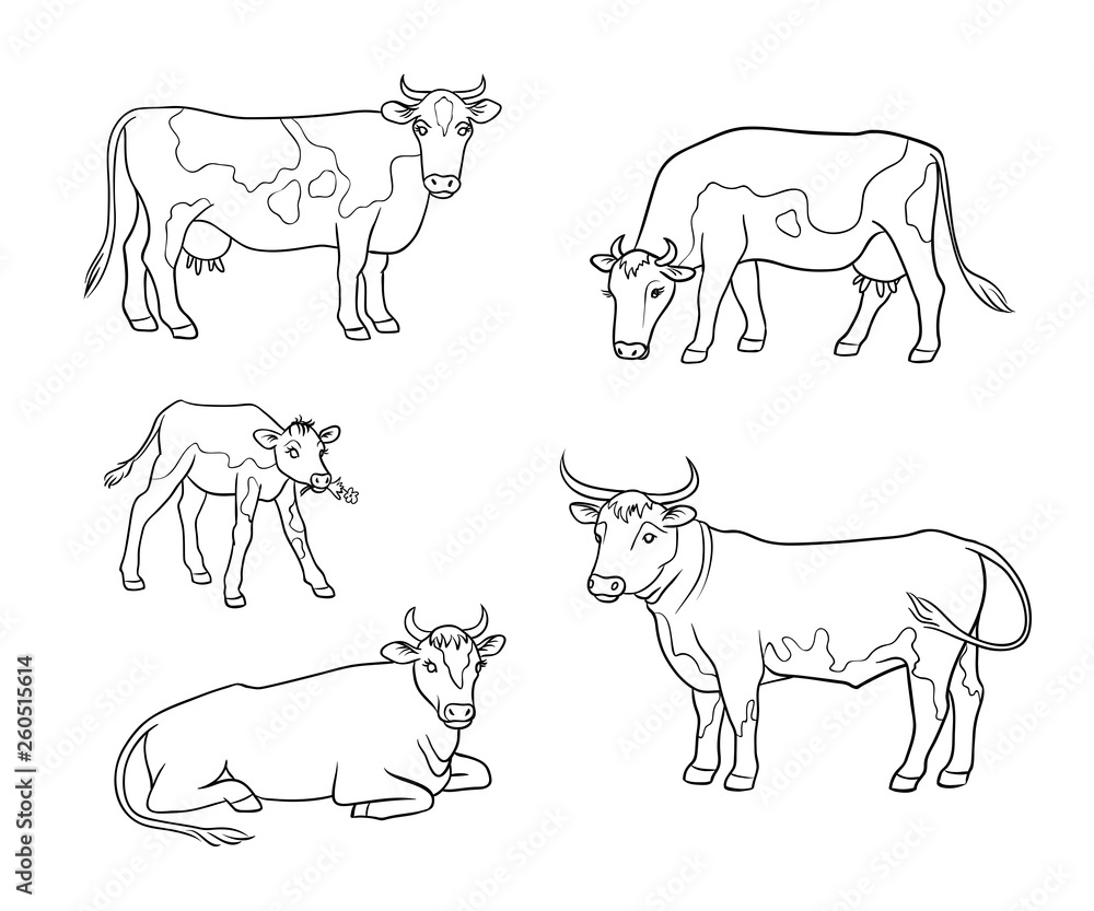 Set of different cows in outlines - vector illustration