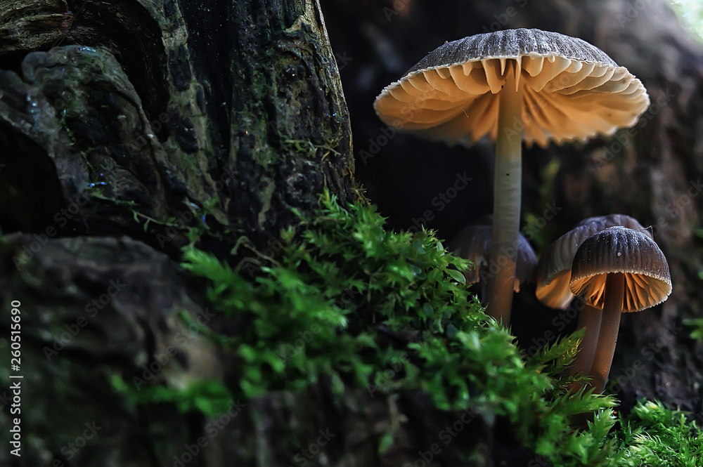 small mushrooms macro / nature forest, strong increase in poisonous mushrooms mold - obrazy, fototapety, plakaty 