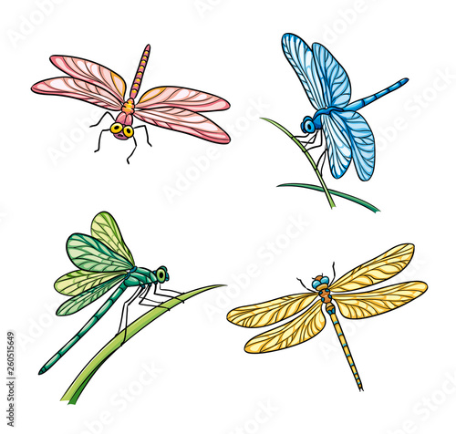 Set of different dragonflies - vector illustration