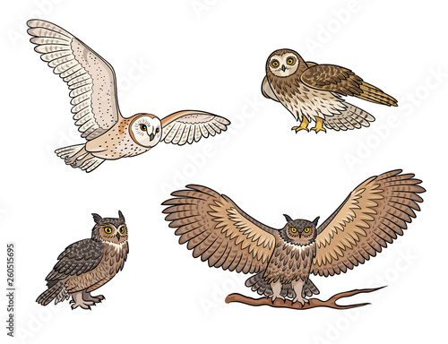 Set of different owls - vector illustration