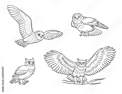 Realistic owls in outlines - vector illustration