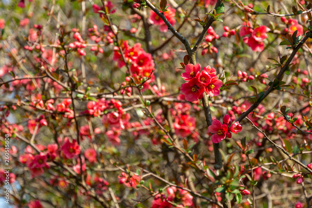 Lot of red flowers Japanese quince or Chaenomeles japonica covered branches on blurred garden background. Spring sunny day. Selective focus. Interesting nature concept for design