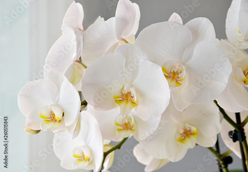 white orchid on gray background