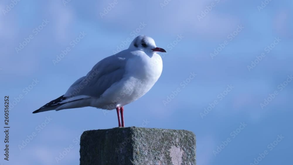 seagull stand on concrete pillar, sky background view