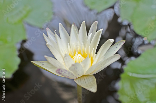 Lotus bud in the water.soft focus.
