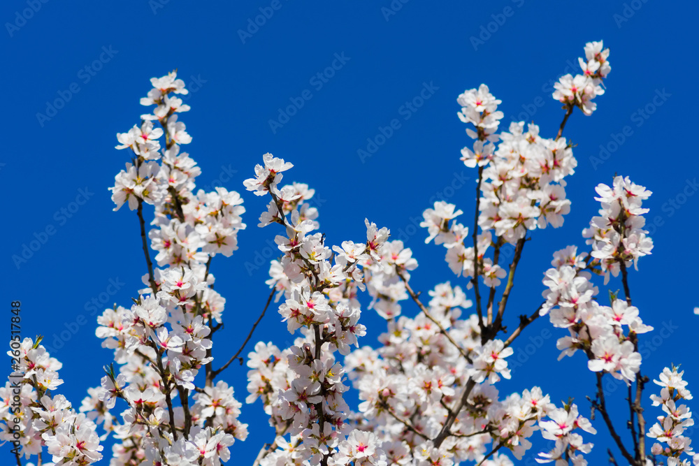 Many apricot tree branches with blooming white flowers against a clean blue sky Many apricot tree branches with blooming white flowers against a clean blue sky