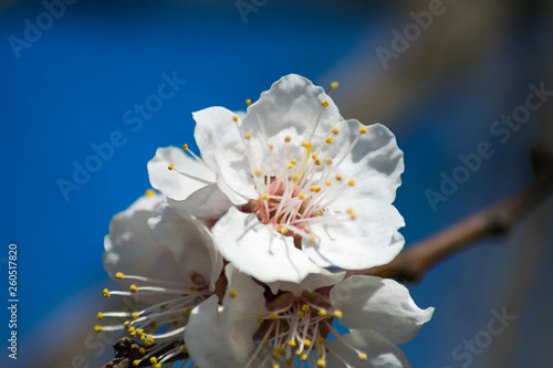 White flower close up on apricot tree branch