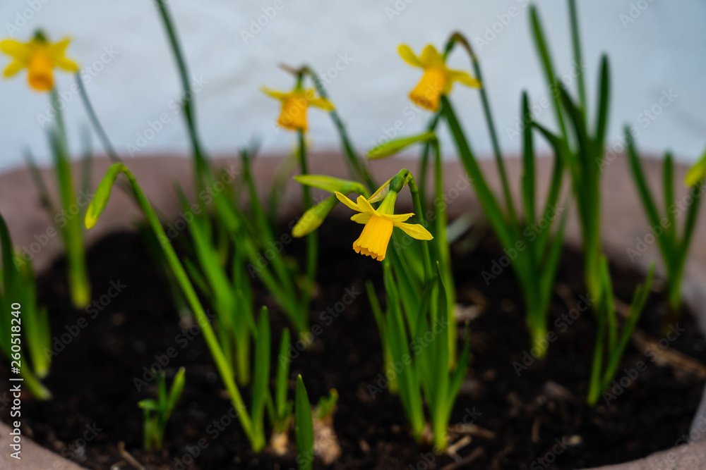 Osterglocken im Pflanztopf