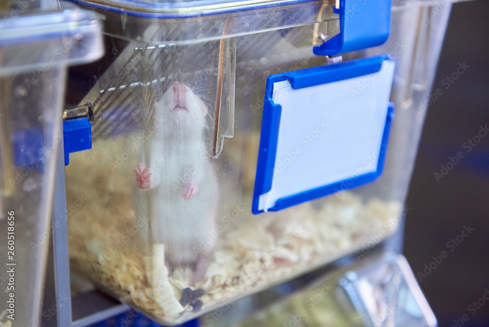 Foto de Experimental laboratory mice are raised in the IVC