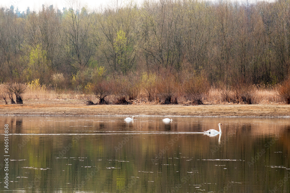 White swans on a mountain lake spring day under the open sky against the background of high mountains and bright forest