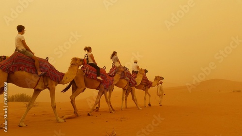 Camels in the storm