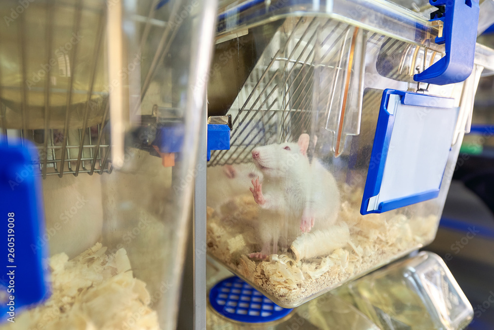 Experimental laboratory mice are raised in the IVC, Individually