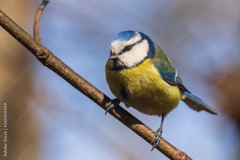 Fototapeta premium Blue Tit. Bright tit sits on a branch in the park and looks at the photographer. City birds. Blurred background. Close-up. Wild nature. Spring soon.