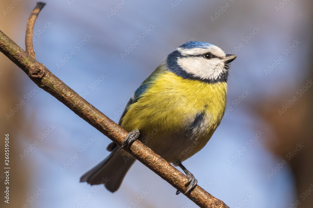 Fototapeta premium Blue Tit. Bright tit sits on a branch in the park and looks at the photographer. City birds. Blurred background. Close-up. Wild nature. Spring soon.