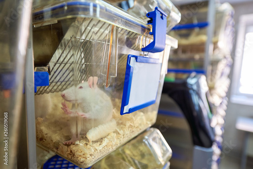Experimental laboratory mice are raised in the IVC, Individually ventilated cages system protecting from bacterial infection