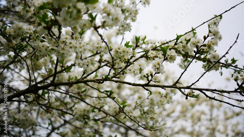 Tree blossom in the spring