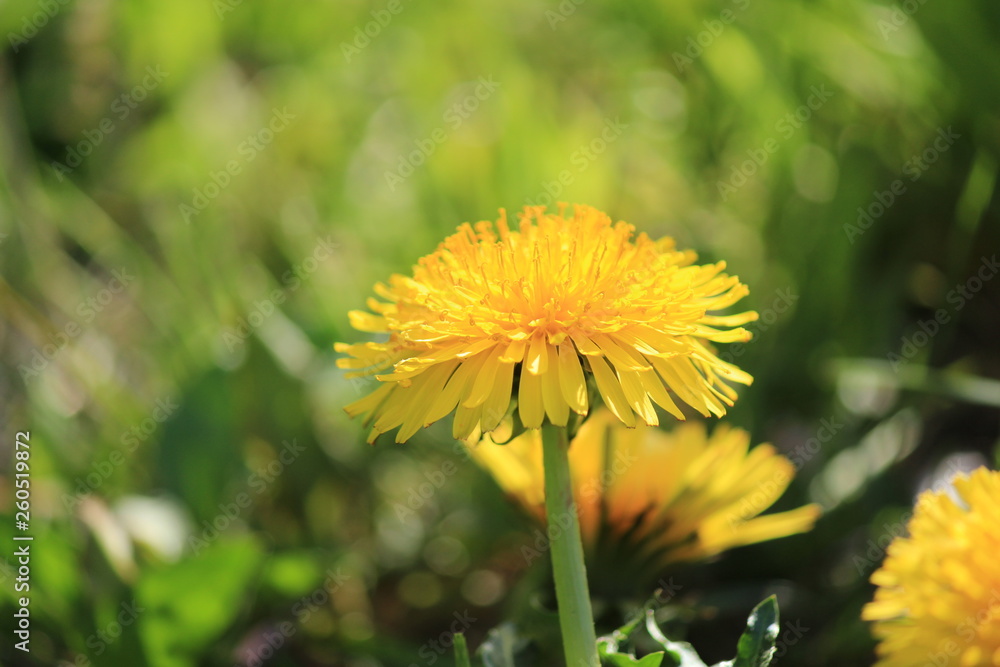 Naklejka premium 道端のかわいいタンポポ
