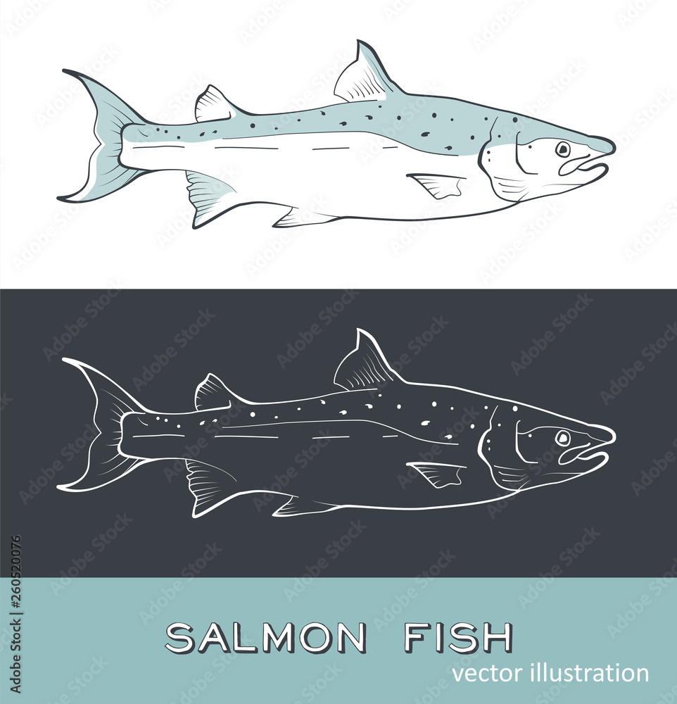 Naklejka Sketch seafood vector on grey, black and white background vintage illustration of salmon fish. Isolated object on white and grey background. Menu design. Vector illusstration ESP10