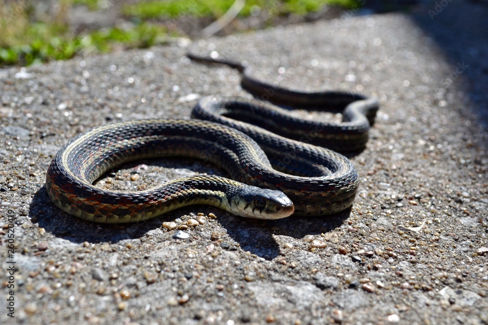 Obraz premium Garter Snake