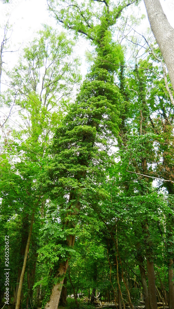 trees in the forest trees in the forest