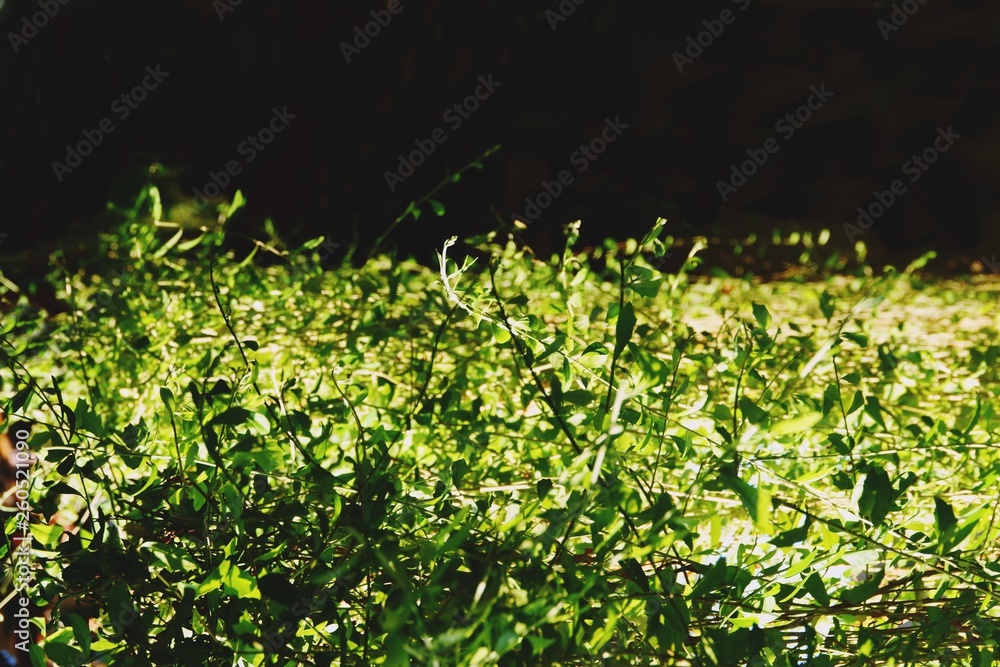 abstract green leaf background texture close up abstract green leaf background texture close up