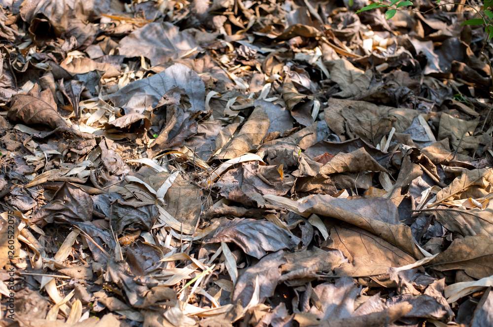 dried leaves dried leaves