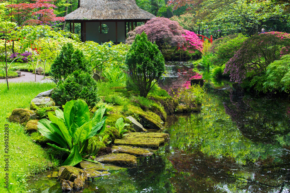 Azalea blossom in Japanese garden in Hague Azalea blossom in Japanese garden in Hague