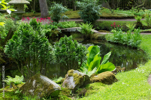 Obraz na plátne Azalea blossom in Japanese garden  in Hague