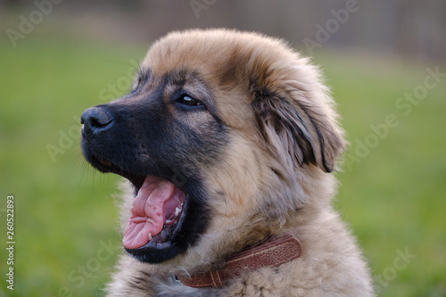 Bild auf Leinwand Karst Shepherd puppy yawning