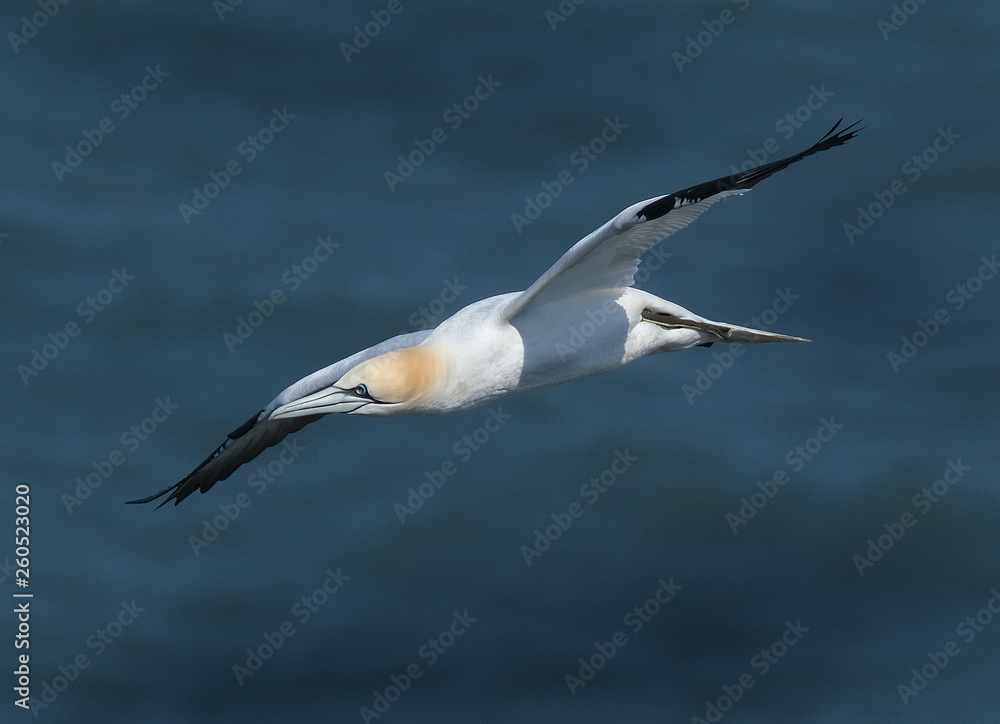 Gannet flying over chalk cliffs on east Yorkshire coast. UK.