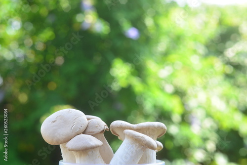 mushrooms in hand