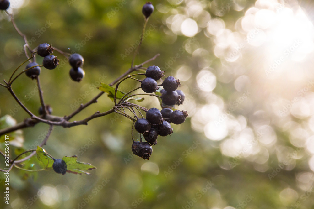 Clusters fruit black elderberry in spring garden Clusters fruit black elderberry in spring garden