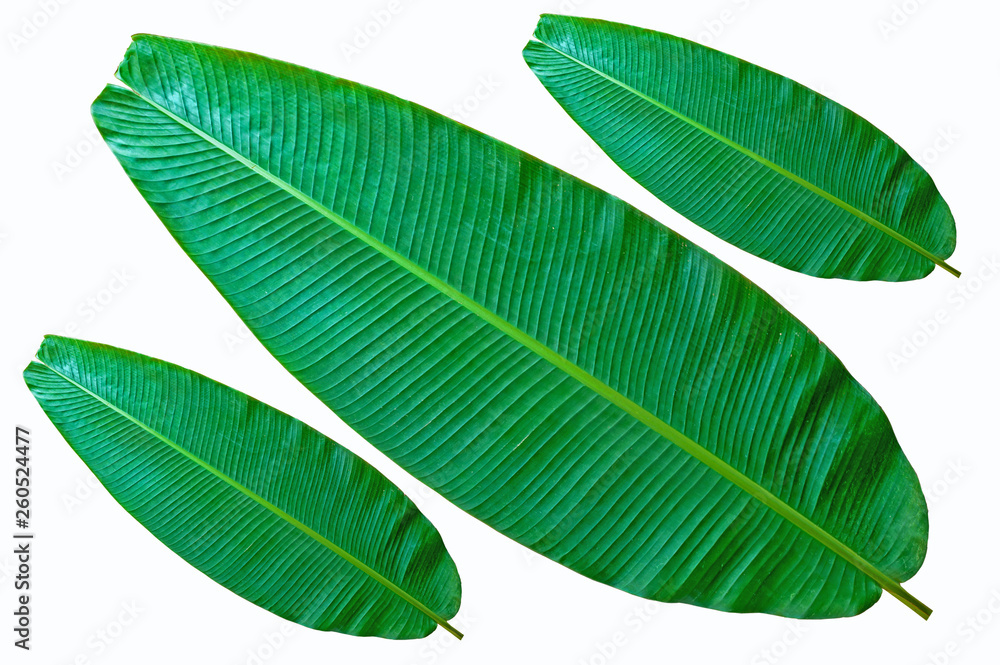 Obraz premium Dark green banana leaf 3 leaves isolated on a white background